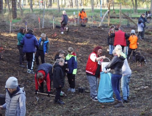 Aufforstungsprojekt in Arneburg